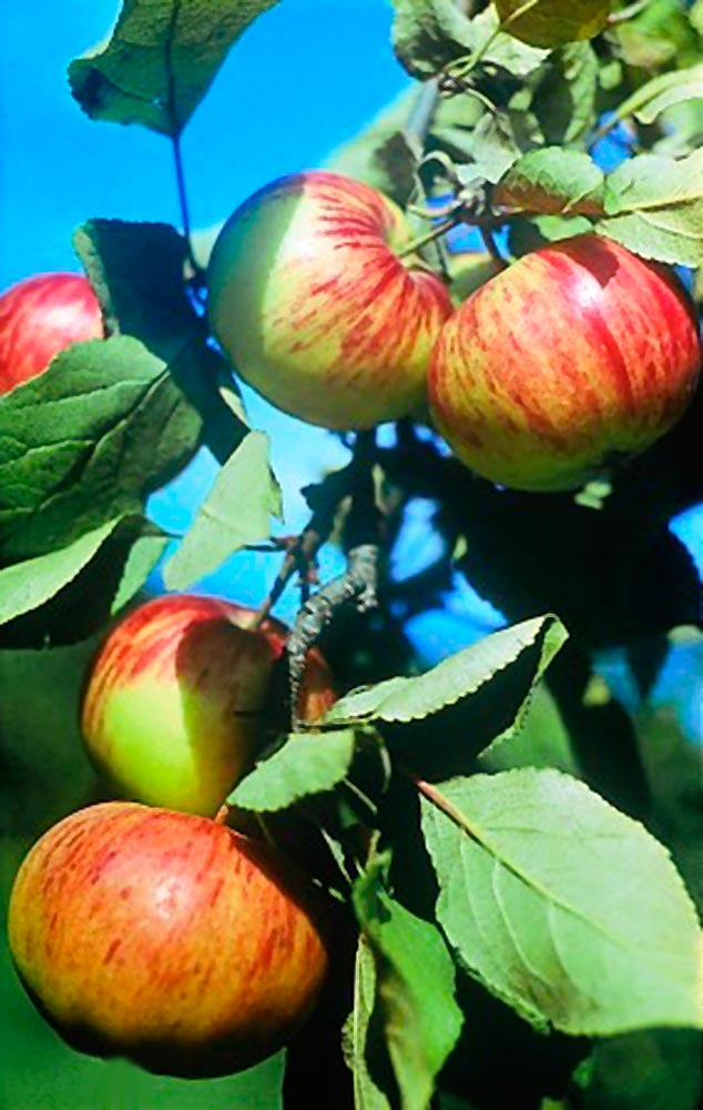 Яблони коричное фото