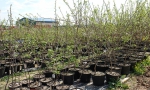 В питомнике растений «Мишково» мы предложим Вам саженцы деревьев и кустарников, которые прошли проверку в наших климатических условиях.